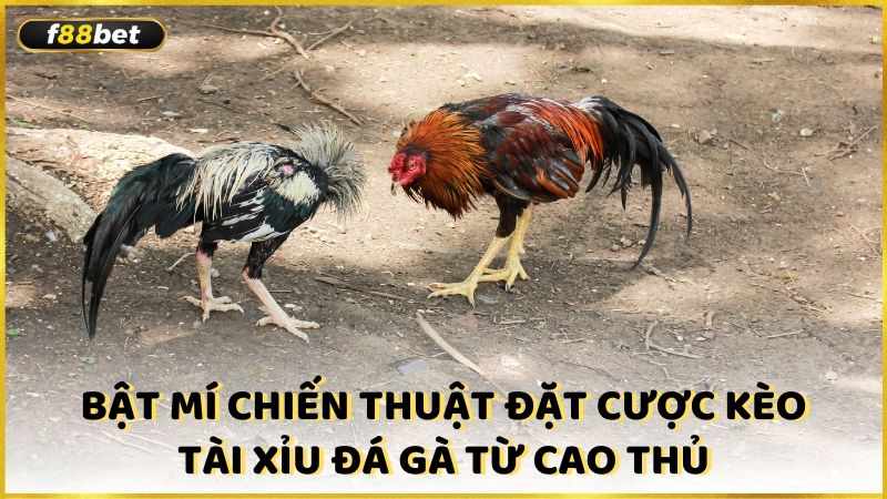 Bat Mi Chien Thuat Dat Cuoc Keo Tai Xiu Da Ga Tu Cao Thu (1)