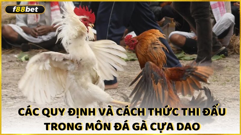 Cac Quy Dinh Va Cach Thuc Thi Dau Trong Mon Da Ga Cua Dao