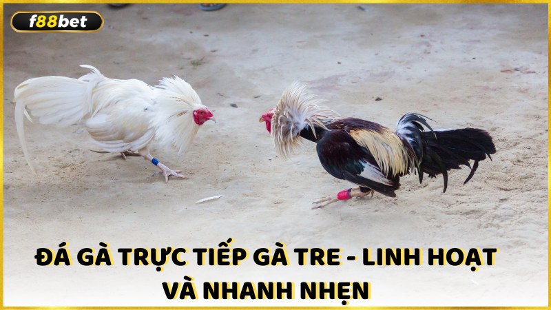 Da Ga Truc Tiep Ga Tre Linh Hoat Va Nhanh Nhen