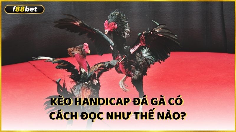 Keo Handicap Da Ga Co Cach Doc Nhu The Nao