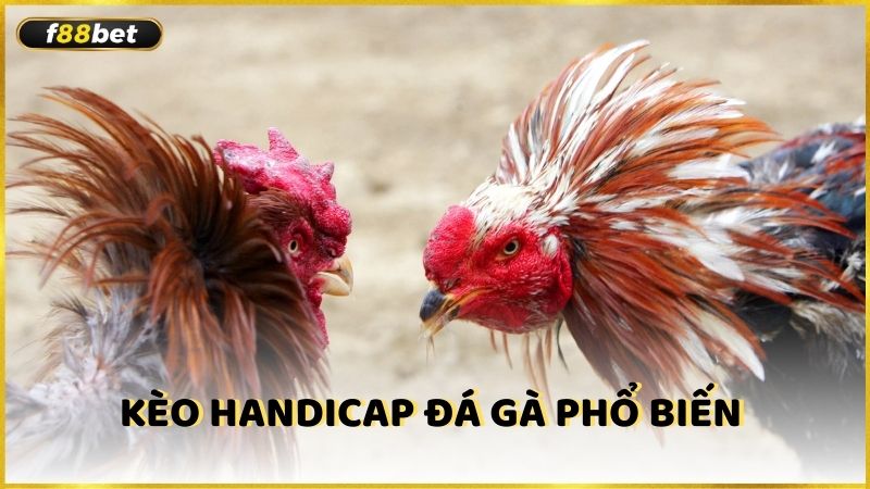 Keo Handicap Da Ga Pho Bien