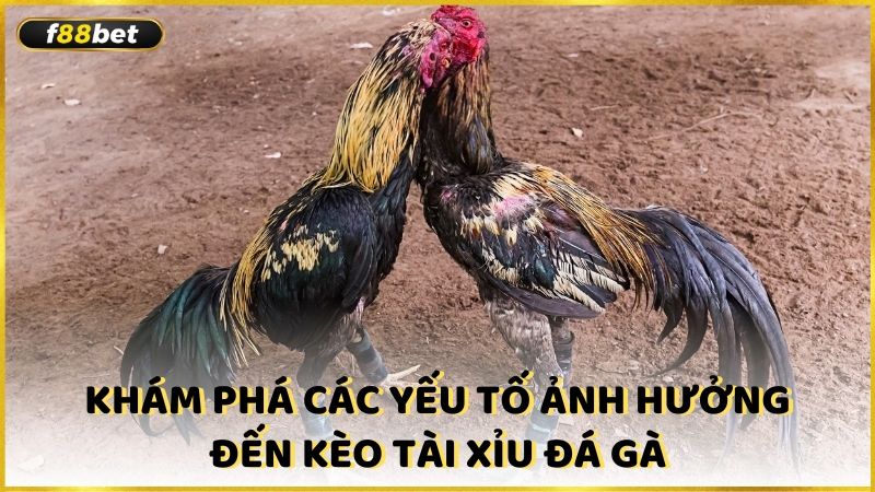 Kham Pha Cac Yeu To Anh Huong Den Keo Tai Xiu Da Ga (1)